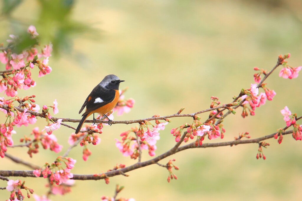 ジョウビタキと桜