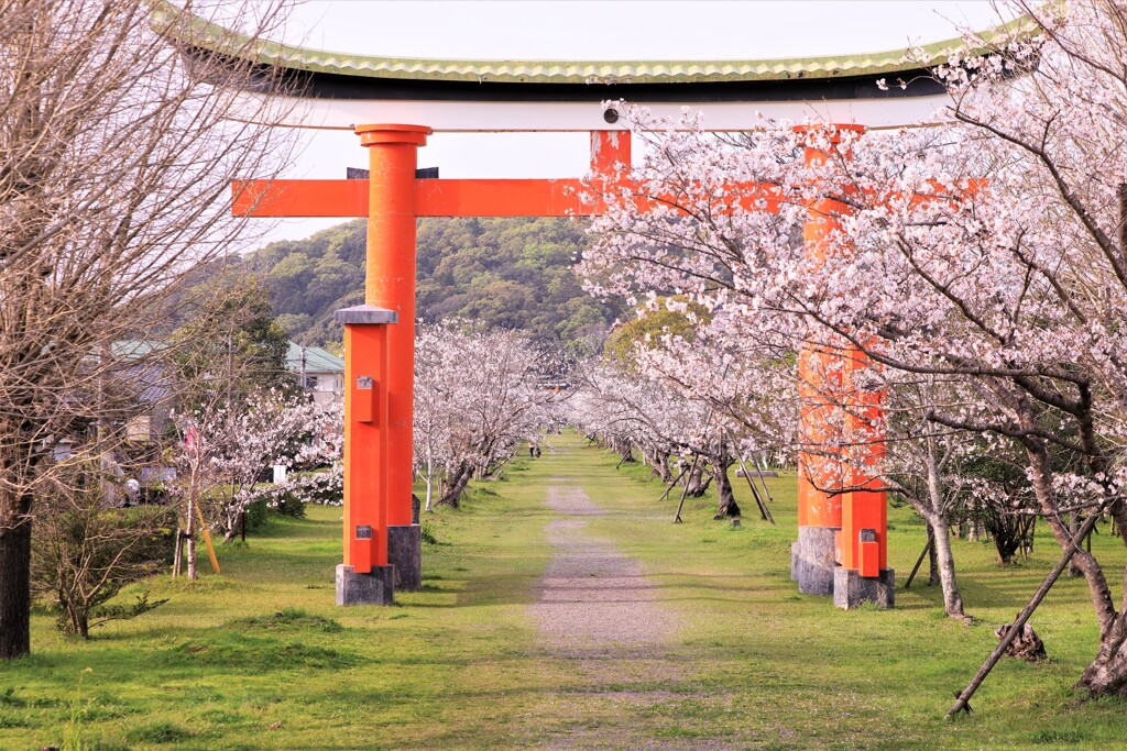 桜並木を追い求めて