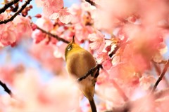 河津桜に囲まれて