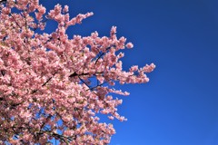 満開の桜