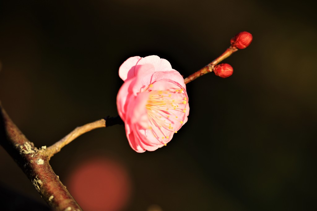 紅梅一輪