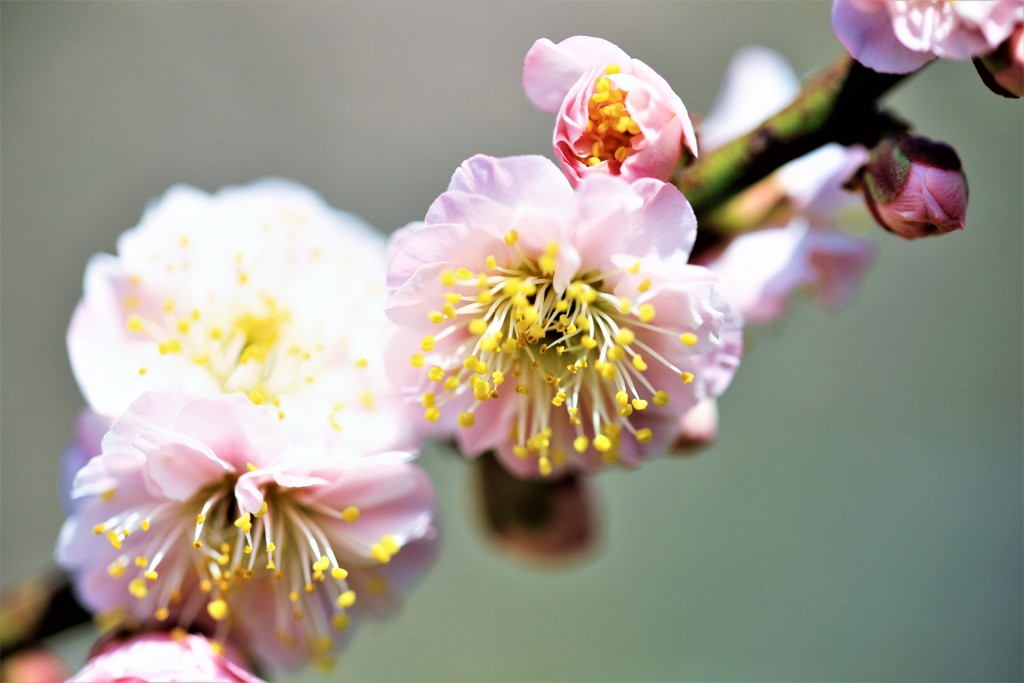Plum blossom
