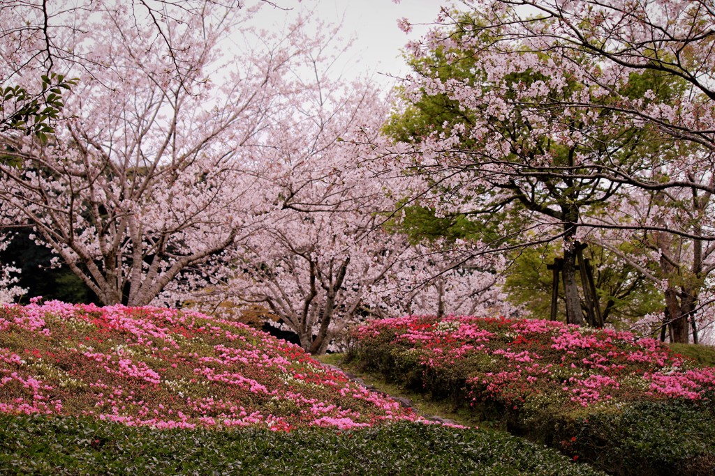 春爛漫