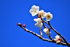 もうすぐ春ですね♪