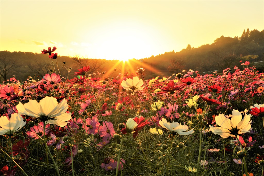 夕日に染まる秋桜