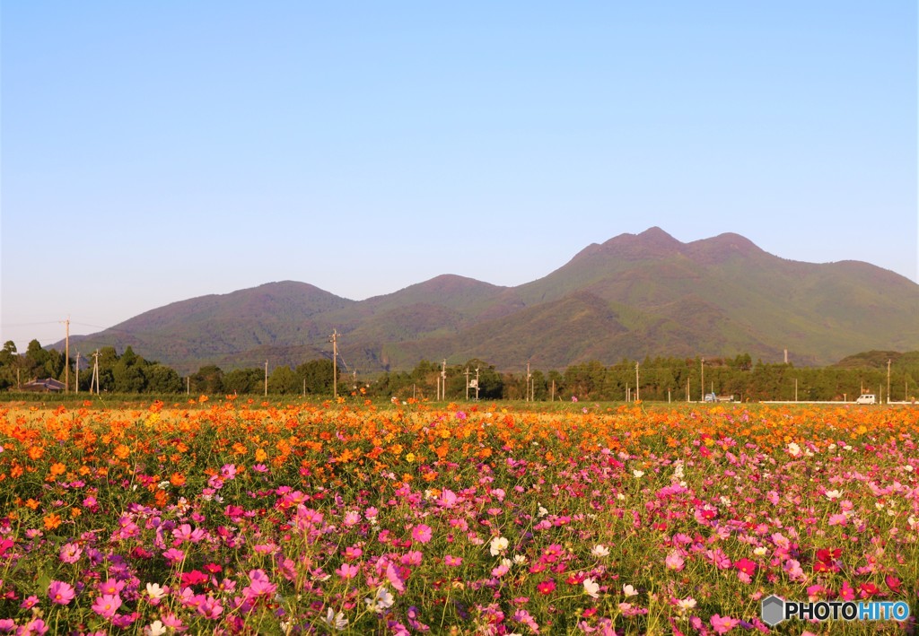 金峰山とコスモス畑