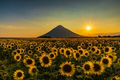 夕暮れ時のひまわり畑
