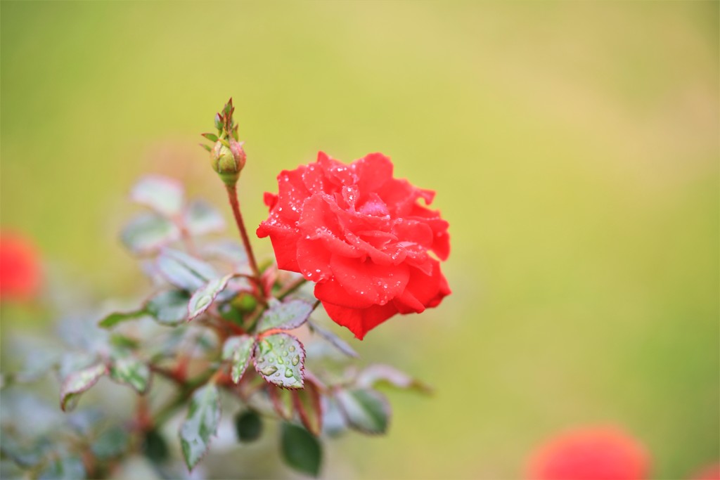 秋薔薇3