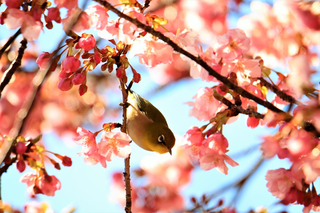 桜ジローの季節