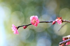 Plum blossom