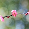 Plum blossom