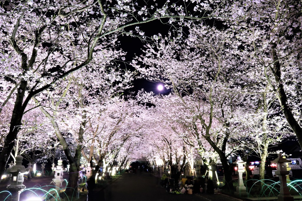 夜桜見物