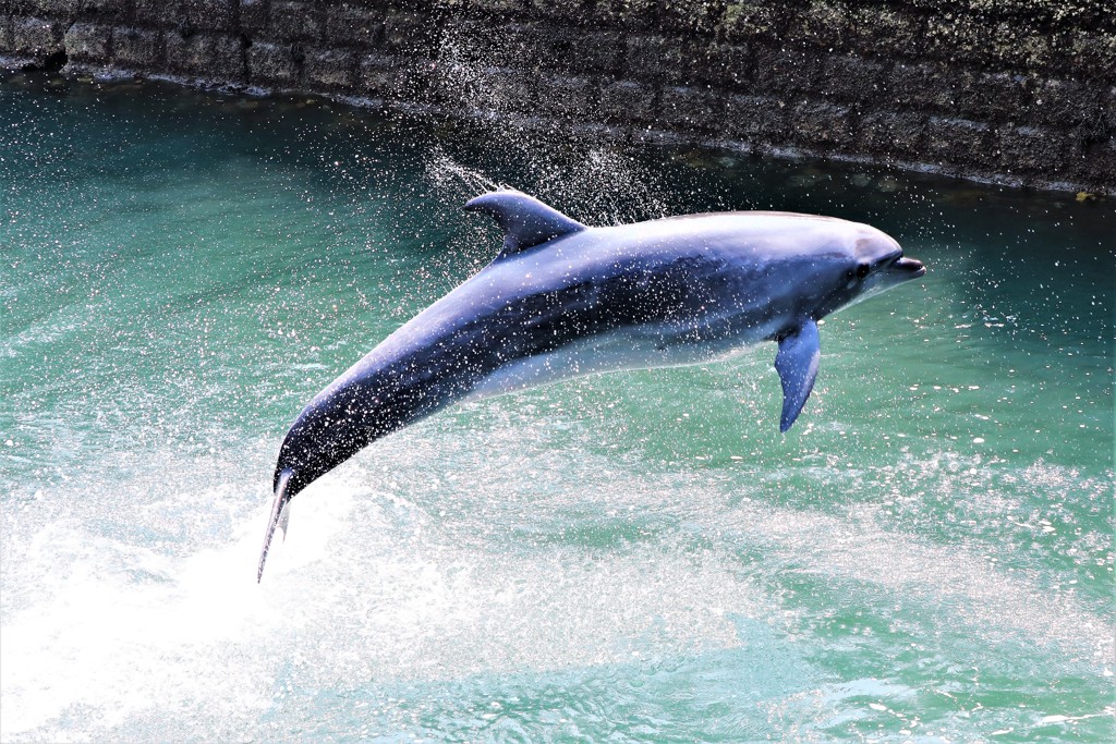 dolphin2