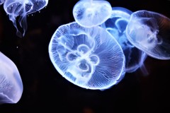 jellyfish3