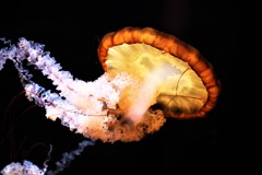 jellyfish2