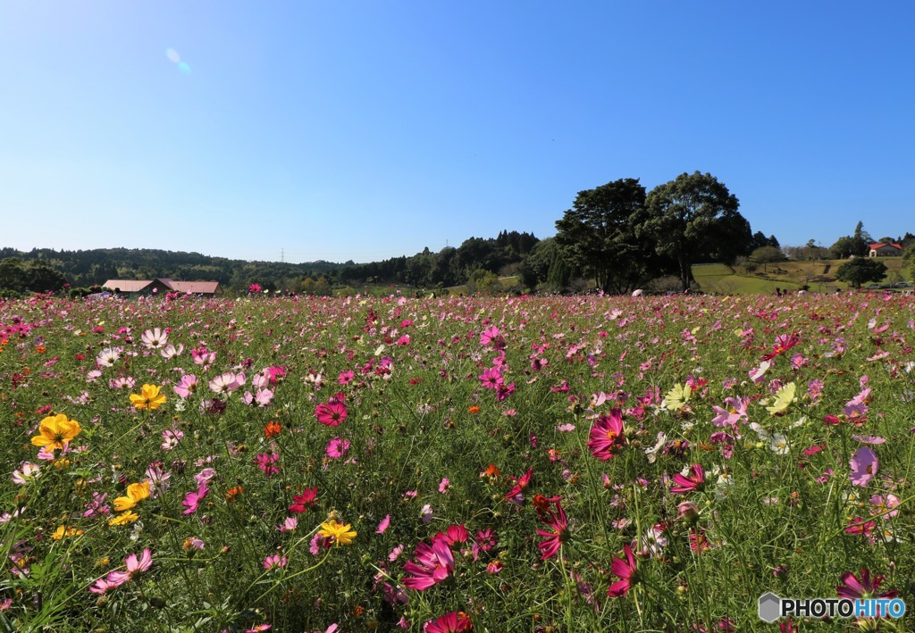 花終盤のコスモス畑