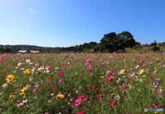 花終盤のコスモス畑