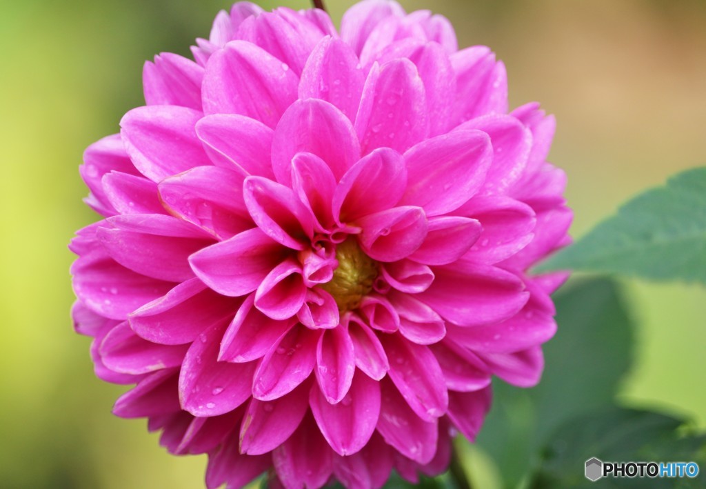 雨上がりのダリア2