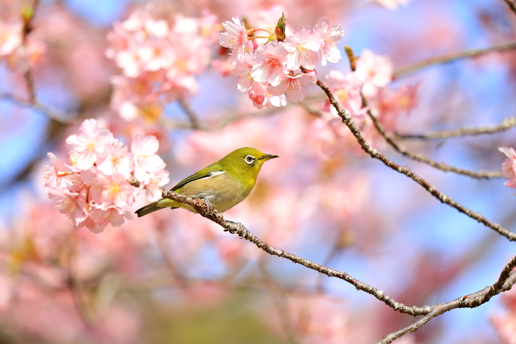 満開の桜の中で