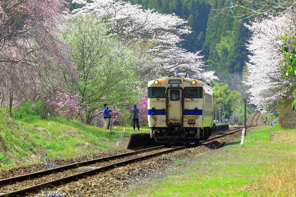 嘉例川駅の春