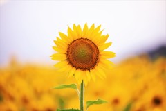 Sunflower2