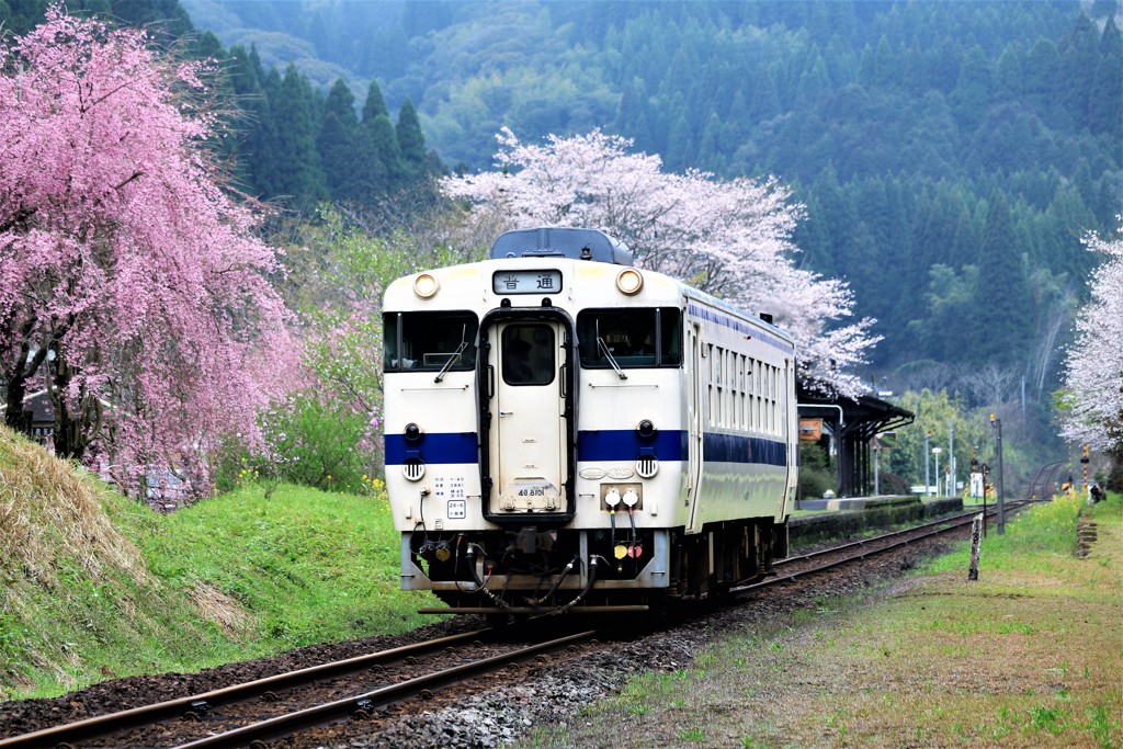 桜満開の嘉例川駅