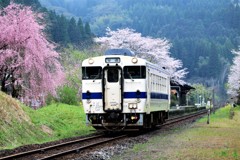 桜満開の嘉例川駅