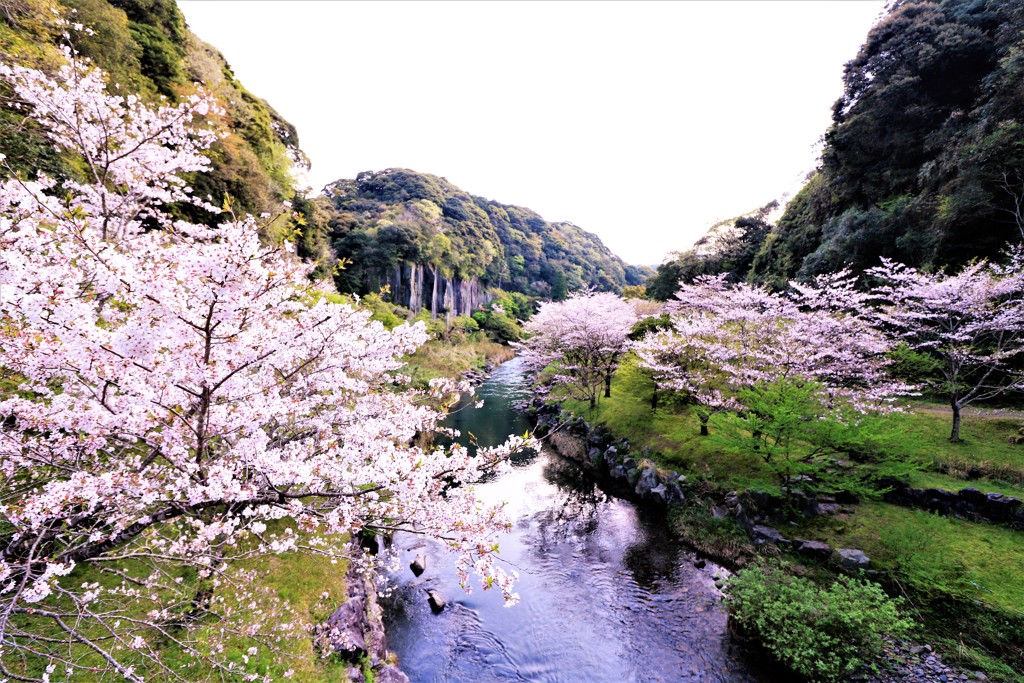 満開の桜