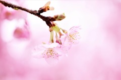 桜の咲く季節
