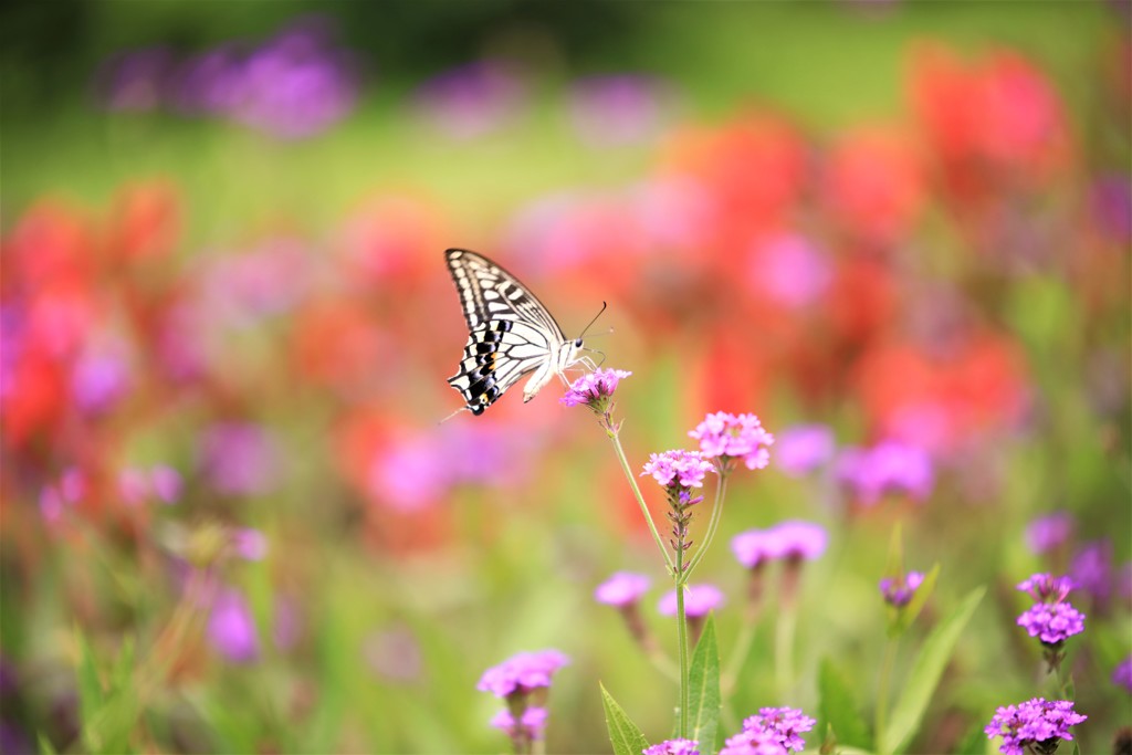 魅惑の花に誘われて