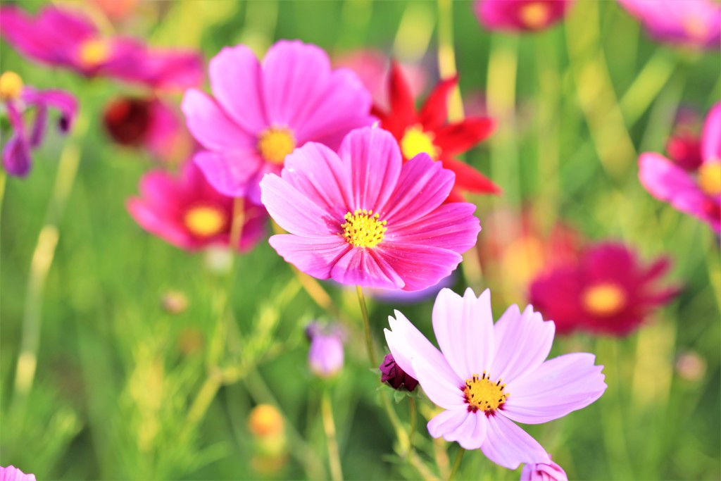 色とりどりの秋桜