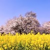 大樹を求めて