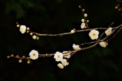冬から春へ