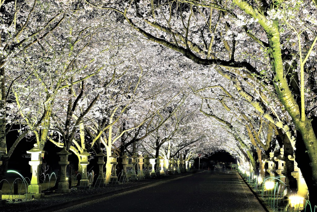 夜桜見物