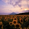 夏の日の情景