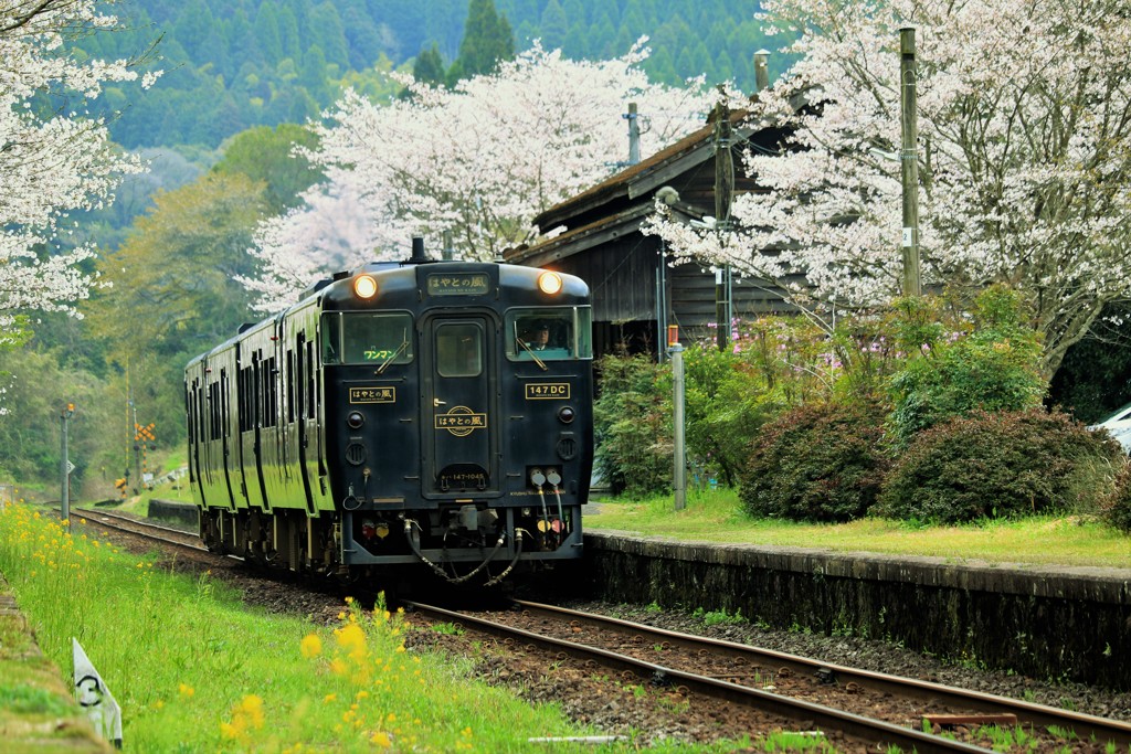 JR肥薩線嘉例川駅の春2