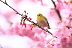 春を告げる鳥