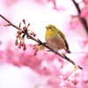春を告げる鳥