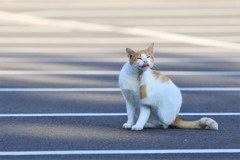 変顔も出来るんです