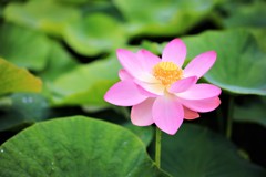 「雄弁」