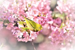 春の訪れ2 