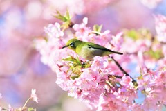 春うらら