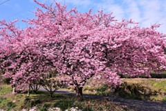 満開の桜を追いかけて