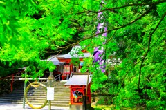 豊玉姫神社の六月灯