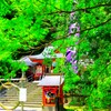 豊玉姫神社の六月灯