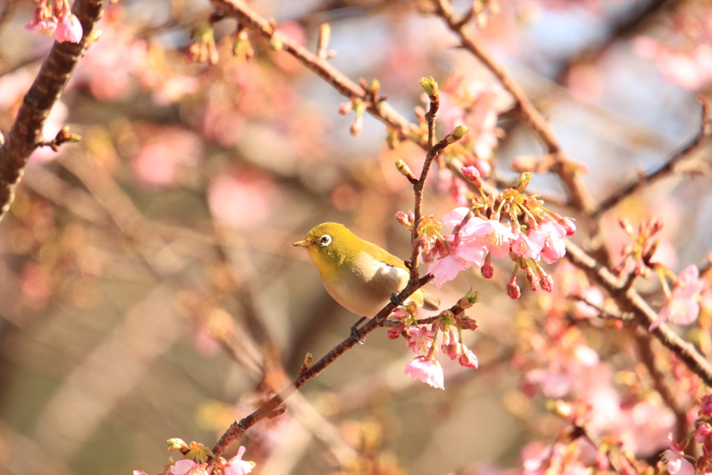 春を告げる桜ジロー