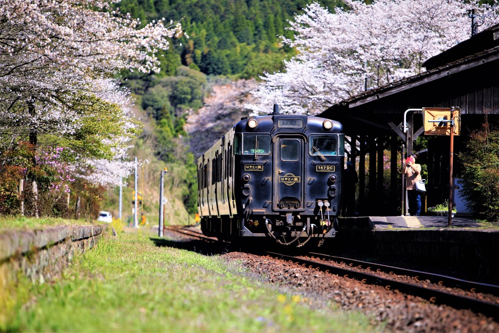 嘉例川駅の春