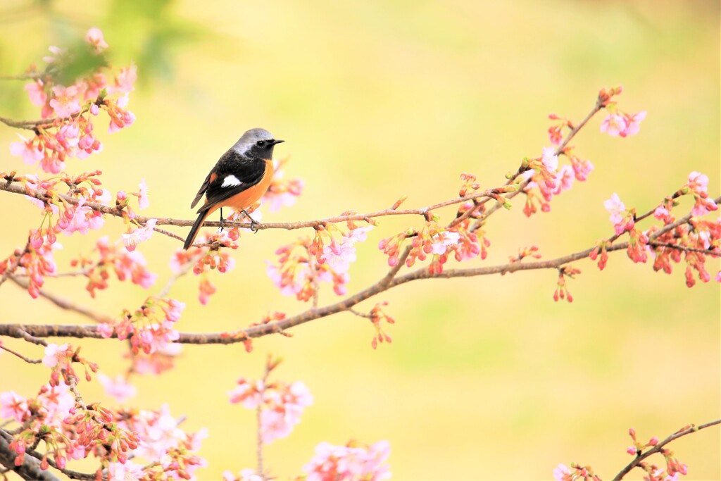 春はそこまで
