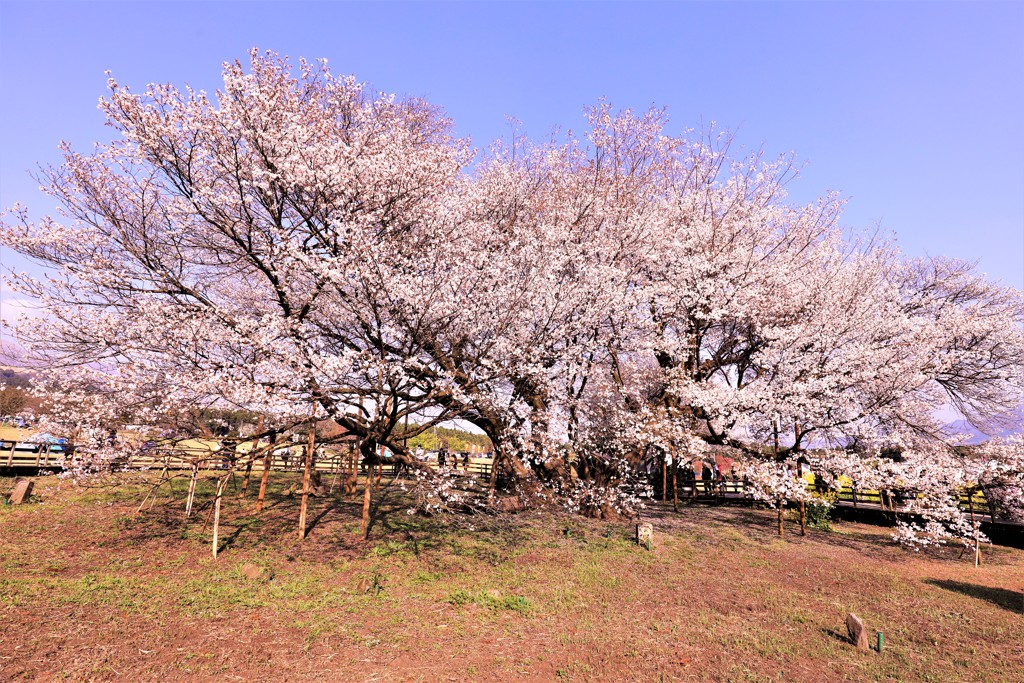 一心行の大桜