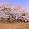 一心行の大桜